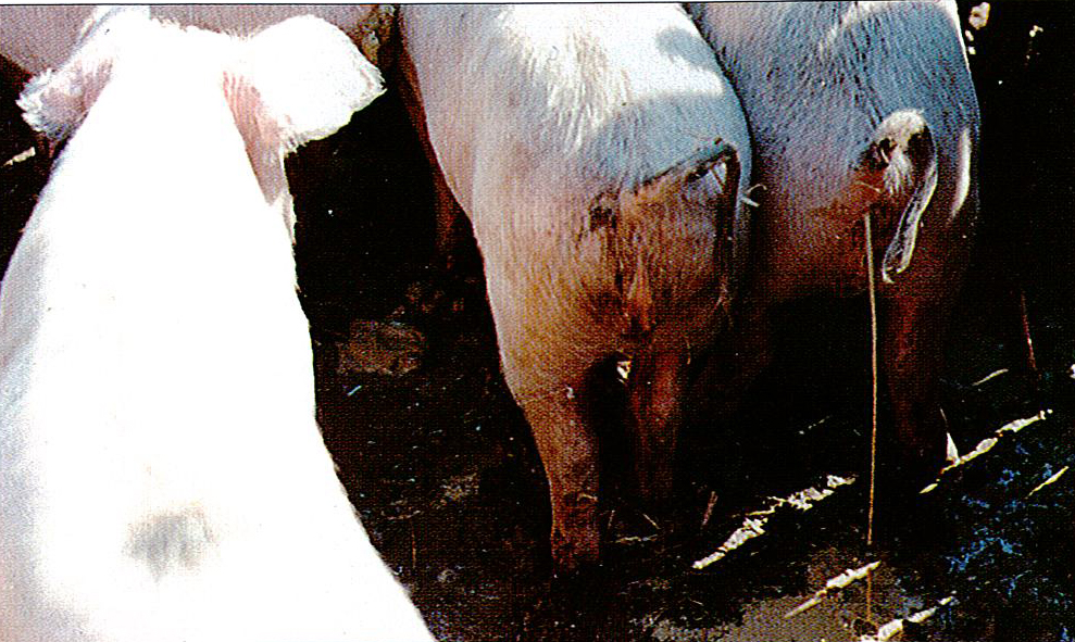 豬傳染性胃腸炎病癥狀圖片與彩色圖譜-豬傳染性胃腸炎水樣腹呈噴射狀，腹瀉癥狀圖片