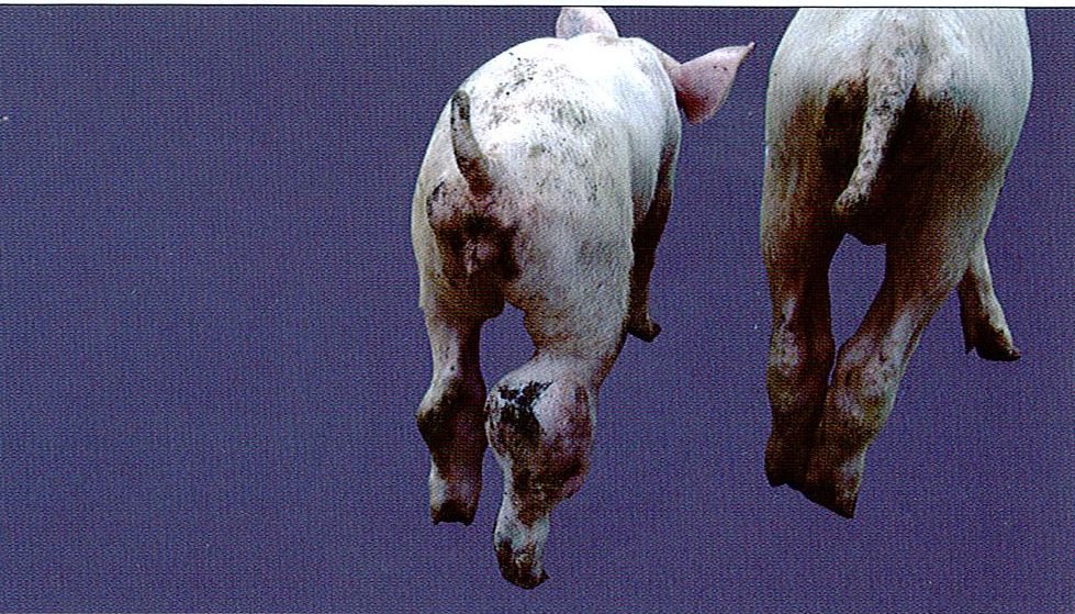 豬鏈球菌病癥狀圖片與豬鏈球菌病診治彩色圖譜-關節炎型豬鏈球菌病病豬后肢關節腫大癥狀圖片